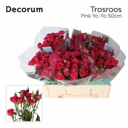 <h4>R Tr Pink Yo-yo</h4>