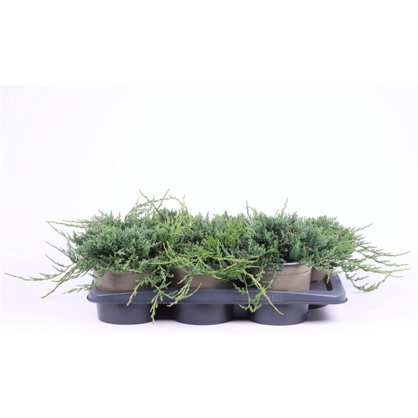 <h4>Juniperus horizontalis 'Wiltonii'</h4>