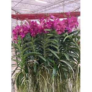 Vanda  hybriden