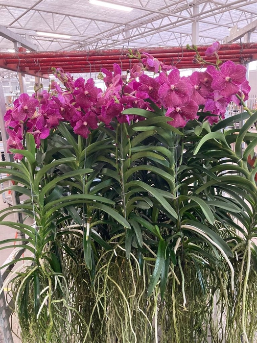 <h4>Vanda  hybriden</h4>