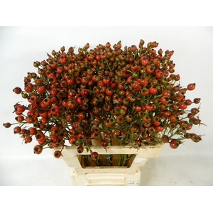 ROSA CLASS FRUITILIA