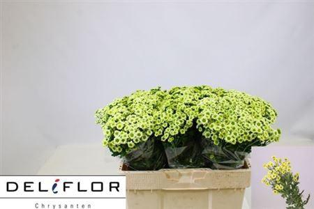 <h4>Chr S Pixel Minty ''new''</h4>