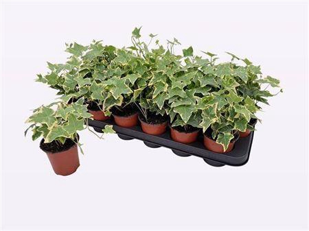 <h4>Hed He Goldchild</h4>