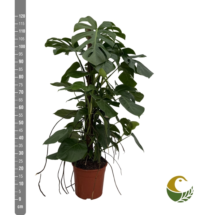 <h4>MONSTERA PERTUSUM</h4>