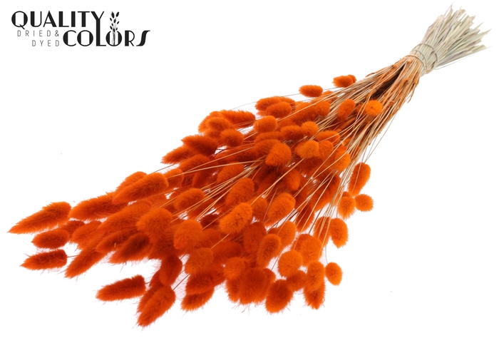 Lagurus Premium per bunch Orange
