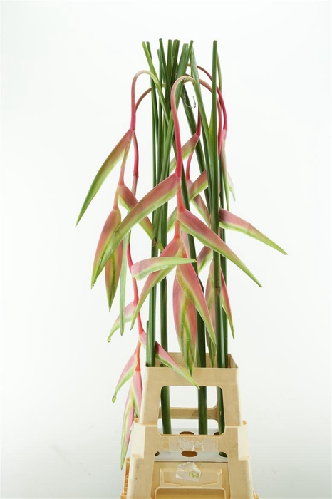 <h4>Hel Sexy Pink Sg</h4>