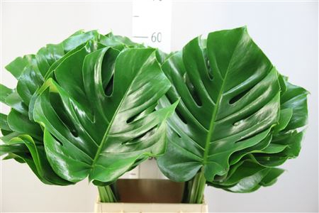 <h4>Monstera 27</h4>