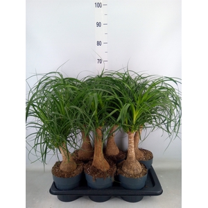 Beaucarnea recurvata