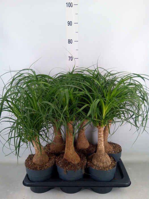 <h4>Beaucarnea recurvata</h4>