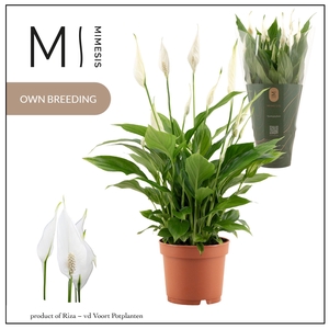 Spathiphyllum Bellini - 13cm | Mimesis