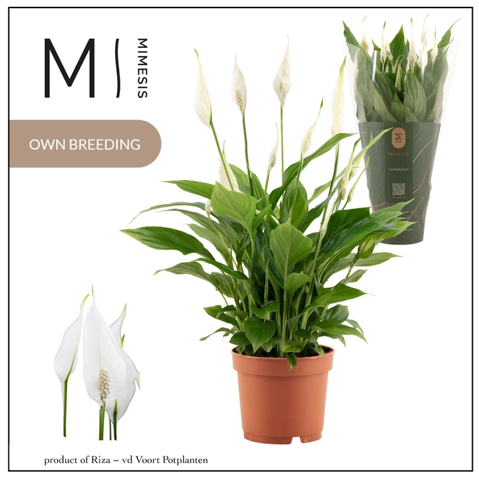 <h4>Spathiphyllum Bellini - 13cm | Mimesis</h4>