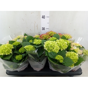 Hydrangea mac.   ...mix