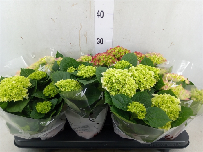 <h4>Hydrangea mac.   ...mix</h4>
