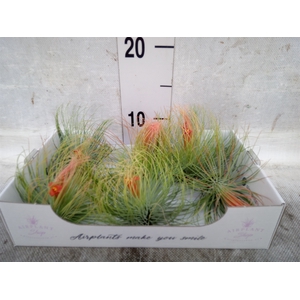 Tillandsia