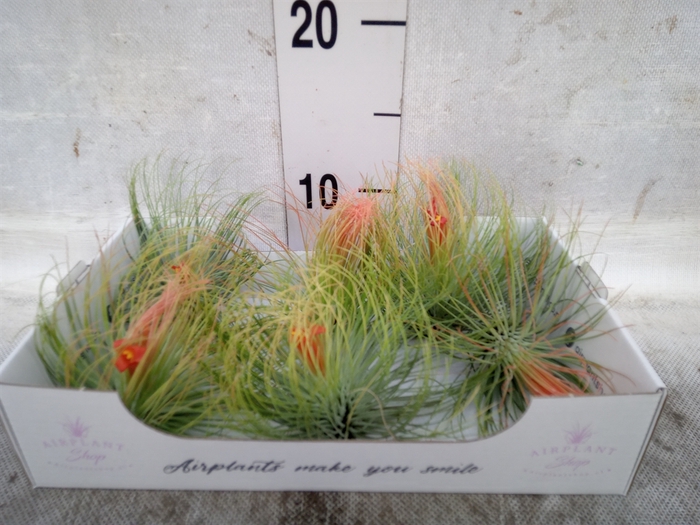 <h4>Tillandsia</h4>