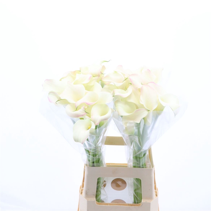 <h4>Calla Blushing Lady</h4>