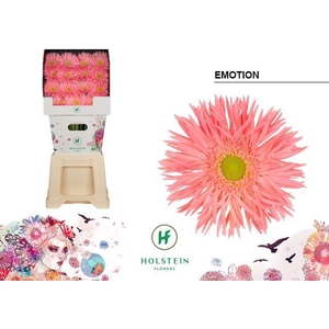 Gerbera Spider Emotion Diamond