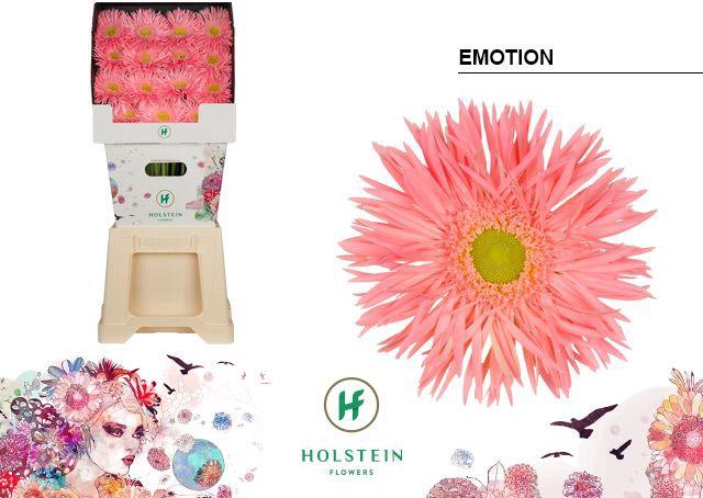 <h4>Gerbera Spider Emotion Diamond</h4>