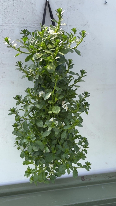 <h4>OVERIGE PERKPL</h4>