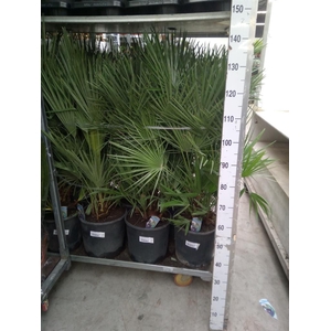 Chamaerops humilis