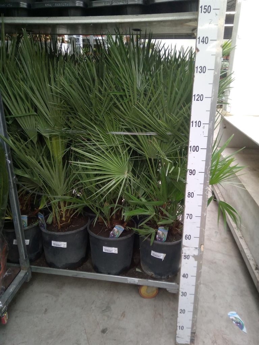 <h4>Chamaerops humilis</h4>