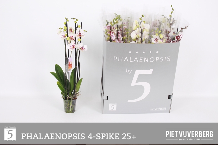 <h4>PHAL OV WIT</h4>