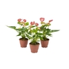 ANTHURIUM LIVIUM RED P12 BICOLOR