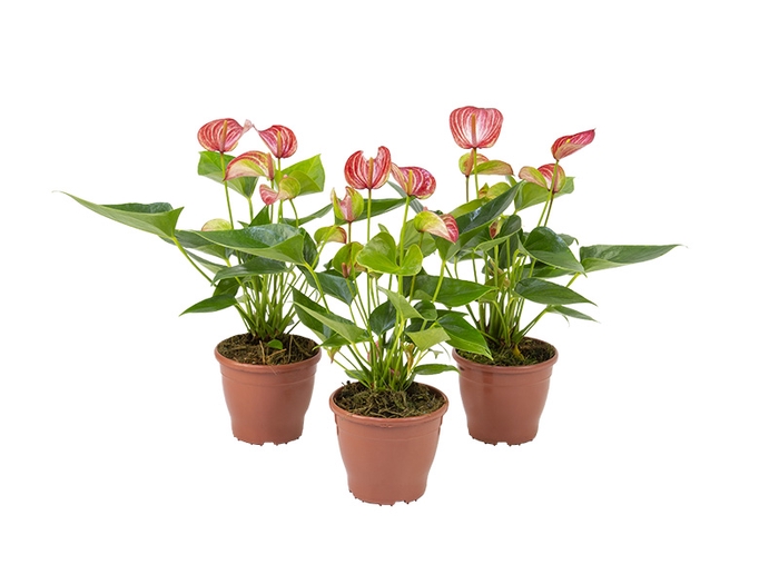 ANTHURIUM LIVIUM RED P12 BICOLOR