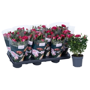 Rosa Gigi Parade