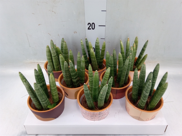 <h4>Sansevieria cyl.  ...</h4>