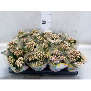Kalanchoe blos. 'Deco Tweed'