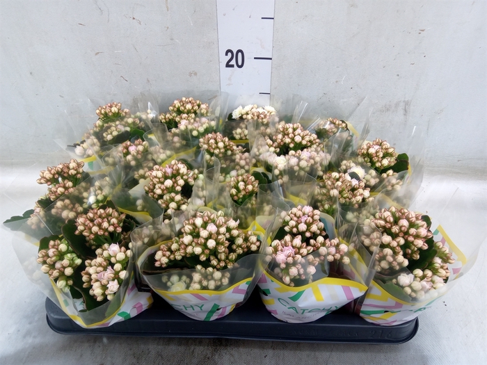 <h4>Kalanchoe blos. 'Deco Tweed'</h4>
