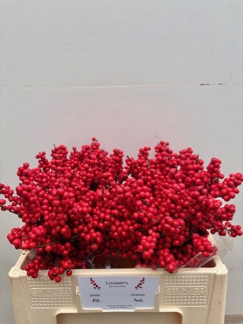 <h4>ILEX VE RODE BES</h4>