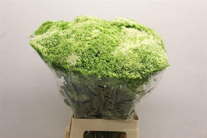 <h4>TRACH LAKE POWELL</h4>