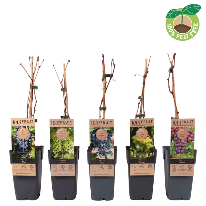 <h4>Vitis vin. mix laag, P15 (extra winterhard)</h4>