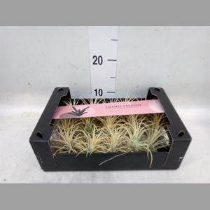 Tillandsia ionantha