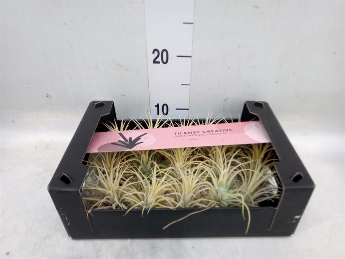 <h4>Tillandsia ionantha</h4>