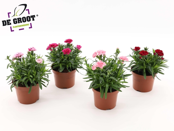 <h4>Dianthus Oscar serie (MIX PER KAR)</h4>