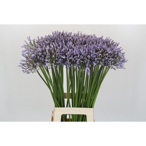 Agapanthus Silberpfeil