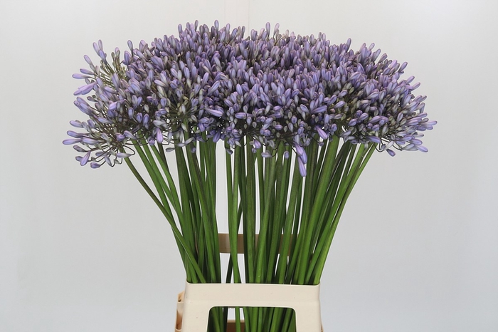Agapanthus Silberpfeil