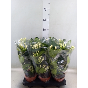 Stephanotis floribunda   ...