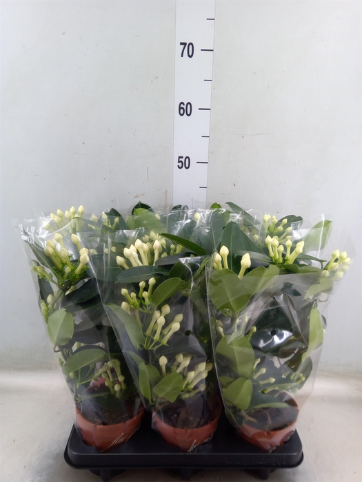 <h4>Stephanotis floribunda   ...</h4>