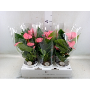 Anthurium andr. 'Pink Champion'