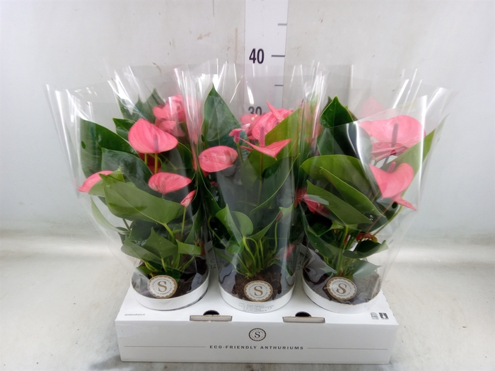 <h4>Anthurium andr. 'Pink Champion'</h4>