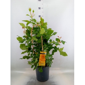 Rosa FL 'Summer Select'