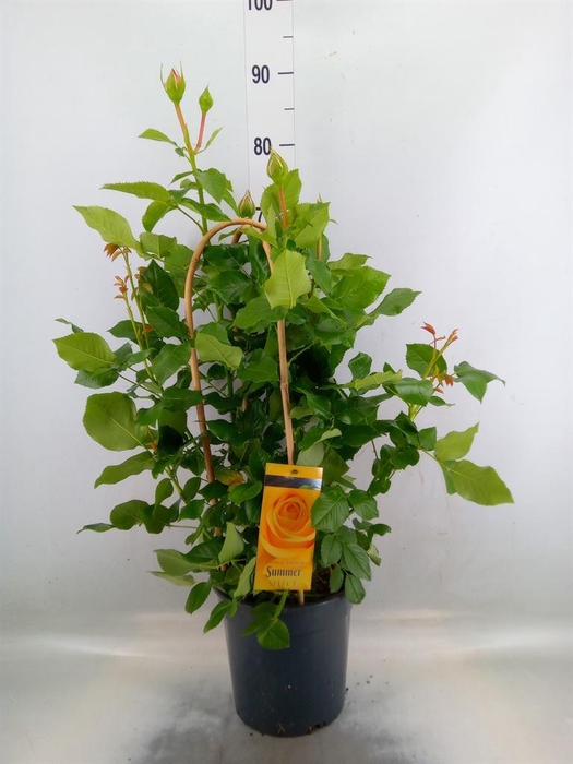 <h4>Rosa FL 'Summer Select'</h4>