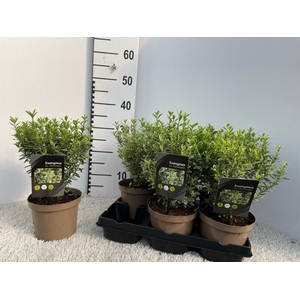 EUONYMUS JA M ALBOV