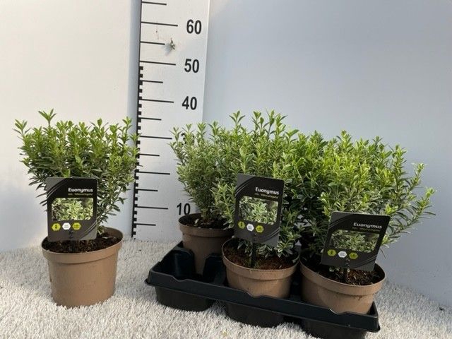 <h4>EUONYMUS JA M ALBOV</h4>