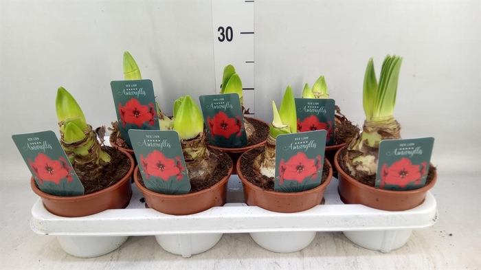 <h4>Hippeastrum   ...</h4>