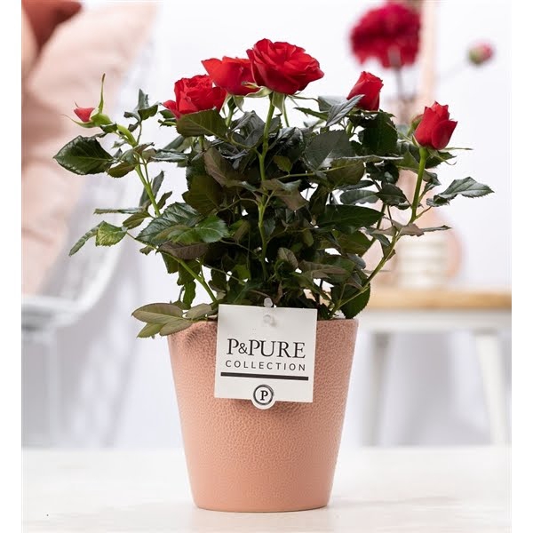 <h4>Rosa red in P&PURE Ruby ceramics soft terra</h4>